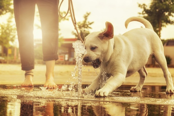 Tips From Your Ormond Beach Vet: How to Keep Your Pets Safe and Healthy This Summer