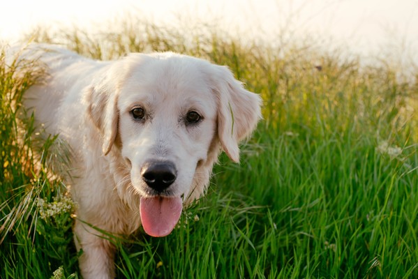 Facts about hot sale labrador retrievers